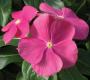 Seminte profesionale Vinca hybrida  - imagine 48812